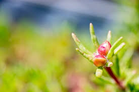 Image result for Elatinaceae