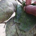 Image result for Strychnos pungens