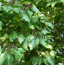 Image result for Hovenia dulcis