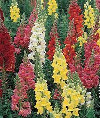 Snapdragon Flower Quite Similar To Lupins Snapdragon Flowers Annual Flowers Flower Seeds