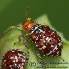 Image result for Nesaea polycephala