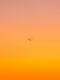 Orange Wallpapers Free Hd Download 500 Hq Unsplash You can also upload and share your favorite orange backgrounds. orange wallpapers free hd download