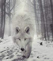 Loups Page 6 Animaux Loup Blanc Loup