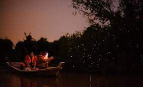 Moreover, there has been opinion that magical fireflies are only available at 2 places in the world and one of it is in kampung kuantan.the adventure of the fireflies' area began in the early 1970 by a local businessman that saw the commercial potential of this miracle. Kelip Kelip Kampung Kuantan Sohoque Com