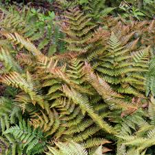 Image result for Dryopteris