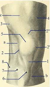 Forma, structura si modul de legatura a oaselor pentru a forma scheletul corpului uman reprezinta expresia adaptarii la statiunea bipeda si locomotie Genunchi Wikipedia