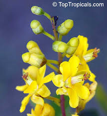 Image result for Caesalpinia cassioides