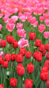 Pink And Red Tulips Farm Wallpaper Red Tulips Hd Flower Wallpaper Flower Wallpaper