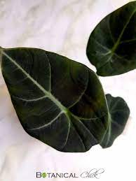 I received my order in 3 days from ordering. Plant Haul Review Secret Garden Rare Plants Botanical Chick