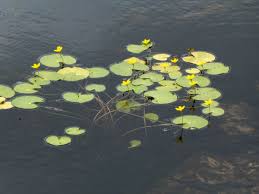 Image result for Nymphoides thunbergiana