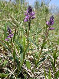 Image result for Polygala dewevrei