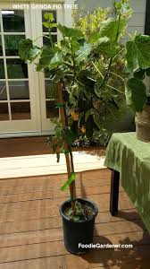 A much easier and less labor intensive method of fig tree care in winter is to keep the fig tree in a container and put it into dormancy in the winter. Grow Figs 101 Plant Fig Trees In Containers The Foodie Gardener