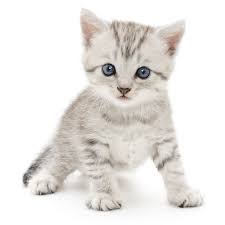 Wir sind 3 norwegische waldkatzen mix babys und suchen ein liebevolles zu hause. Katzenaugen Sorgen Fur Extrem Gute Sicht Vtg Tiergesundheit