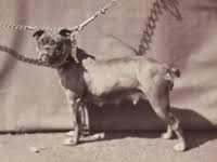 As we'll explain below, the olde english bulldogge is a breed created in the 1970s in the united states, which tried. Old English Bulldog Wikipedia