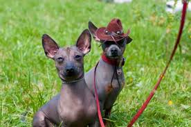 It has a loyal following to those who love the breed but prefer a coat of hair on their dog. Xoloitzcuintli The Mexican Hairless Dog Small Dog Place