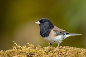 Search for anything from birds and squirrels to natural gardening & pest control. Guide To Oregon Birds Portland Audubon