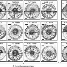 Image result for Eragrostis humidicola
