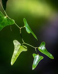 Image result for Asparagus flavicaulis