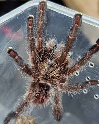 Image result for Otoptera