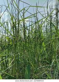 Image result for Hemarthria