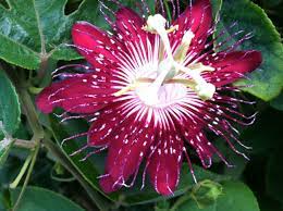 My Lady Margaret Passion Flower Vine Flowering Vines Passion Flower Vines