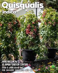 Image result for Impatiens quisqualis