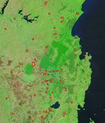 Image result for Cassipourea ruwensorensis