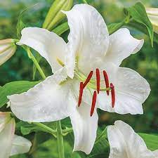 Casablanca Lily Breck S Bulb Flowers Oriental Lily Lily Bulbs