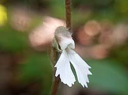 Image result for Zeuxine stammleri