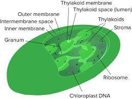 We did not find results for: Where Is The Chlorophyll Located In The Chloroplast Quora