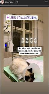 Azért kellett magángéppel átszelniük az óceánt ugyanis, hogy a. Kitort A Panik Vajna Timea A Surgossegin Kotott Ki