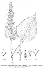 Image result for Brillantaisia madagascariensis