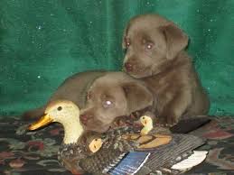 Meet these beautiful, playful, and cute akc labrador retriever puppies. Silver Labrador Puppies For Sale In Melbourne Florida Classified Americanlisted Com