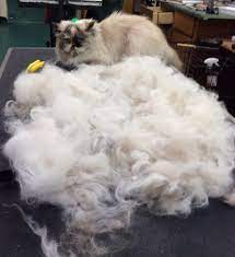 Wtih 88 combined years of experience, groomingdales pet salon and day spa is still pleasing the discriminating pet owner in southwest ohio after 21years! 0majlnejgzoy1m