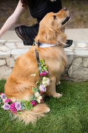 Family Dog As Ring Bearer Ring Bearer Dog Wedding Pets Dog Ring