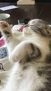 Hermes Scottish Fold Kitty Cats