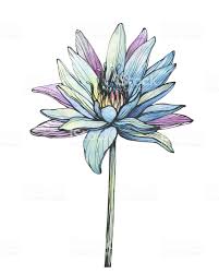 Black And White Water Lily Flower Tattoo Graphic Flower Of Blue Egyptian Lotus Water Lily Nymphaea Caerulea Sacred Lotus Black And Whi In 2020 Lotus Flower Drawing Blue Lotus Flower White Flower Tattoos