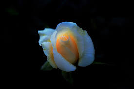 Immagini fiori 4k / fiori 4k ultra hd wallpaper sfondo 4928x3264 wallpaper abyss. Wallpaper Rosa Fiori Tenerezza Scrigno Lefotodiannae 2048x1362 931505 Hd Wallpapers Wallhere