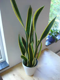 Maybe you would like to learn more about one of these? Aneka Jenis Tanaman Hias Daun Untuk Indoor Dan Outdoor Bibit Online
