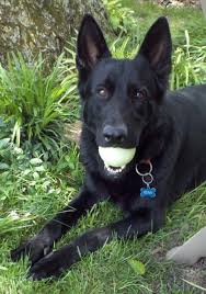Remi Loves His Ball Black German Shepherd Dog Black German Shepherd Puppies Black German Shepherd