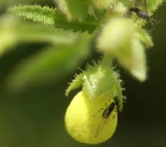Image result for Calceolaria tripartita