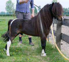 Falabella miniature horse association (fmha). Falabella Stallions Falabella Stud El Pantano