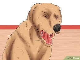 How do i know if my dog has heartworms. How To Diagnose Heartworms In Dogs 13 Steps With Pictures