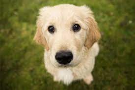 Cachorro Golden Conheca Tudo Sobre Esse Incrivel Pet