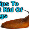 There are many techniques to keep snails and slugs out of your garden naturally and economically. Https Encrypted Tbn0 Gstatic Com Images Q Tbn And9gcqxi8bj0x0vud8z2emaaqzblkv4hl7nlz7owr3i0pzqsxcg99wd Usqp Cau