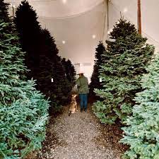 Please click on the tabs at the right for more information. 10 Best Christmas Tree Farms In Arizona With The Perfect Holiday Trees