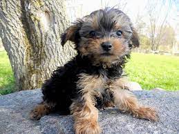 Our maltipoo puppies for sale are dna tested and derived from champions. Puppies For Sale Maltipoos Maltepoos Yorkipoos Yorkiepoos Shih Poos Shih Tzu Poos In Faribault Minnesota Puppies Dog Breeder Cute Animals