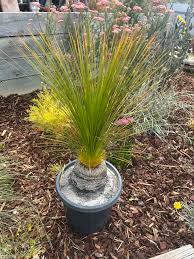 Image result for Carex johnstonii