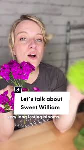All About Sweet William Flowers: Types, Care Tips, and Fun Facts