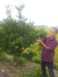 5 surat pernyataan di atas. Tingkatkan Produksi Jeruk Dengan Cara Pemangkasan Tanaman Indonesia Bertanam